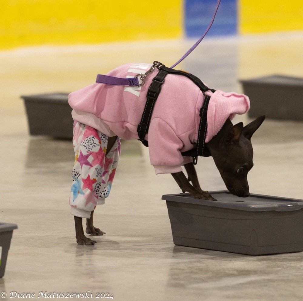 Veet sniffing container
